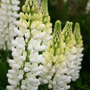 Flower Seeds, Seeds for Planting, Plant Seeds