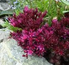 sedum spurium flower seeds