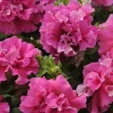 pink double flower seeds