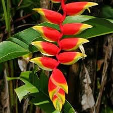 heliconia plant seeds Heliconia Seeds for Planting – Organic, Heirloom, Non-GMO Exotic Flowe – Neeraseeds
