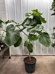 Flower Seeds, Seeds for Planting, Plant Seeds