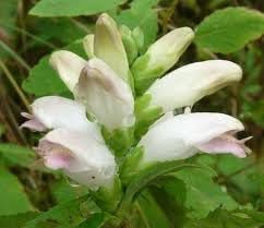 chelone glabra flower seeds