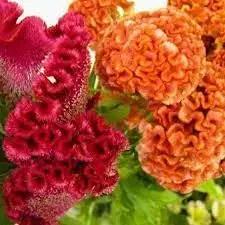 celosia flower flower seeds