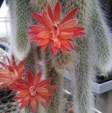 organic hildewintera flower seeds