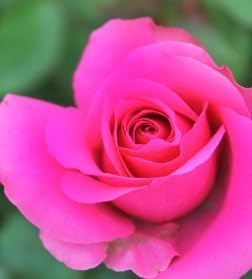 Flower Seeds, Seeds for Planting, Plant Seeds