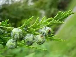 pendula chamaecyparis flower seeds