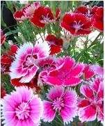 Flower Seeds, Seeds for Planting, Plant Seeds