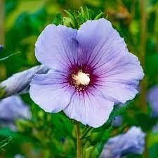 Flower Seeds, Seeds for Planting, Plant Seeds