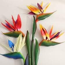 mixed strelitzia flower seeds