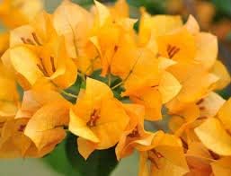 Flower Seeds, Seeds for Planting, Plant Seeds