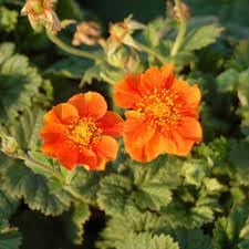 geum flower seeds Geum Flower Seeds for Garden Planting – Non-GMO Heirloom Organic Garde – Neeraseeds