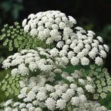 zanahoria silvestre flower seeds