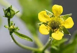 Flower Seeds, Seeds for Planting, Plant Seeds