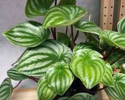 watermelon peperomia flower seeds