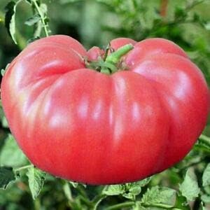 Pink Big Huge Tomato Seeds for Planting