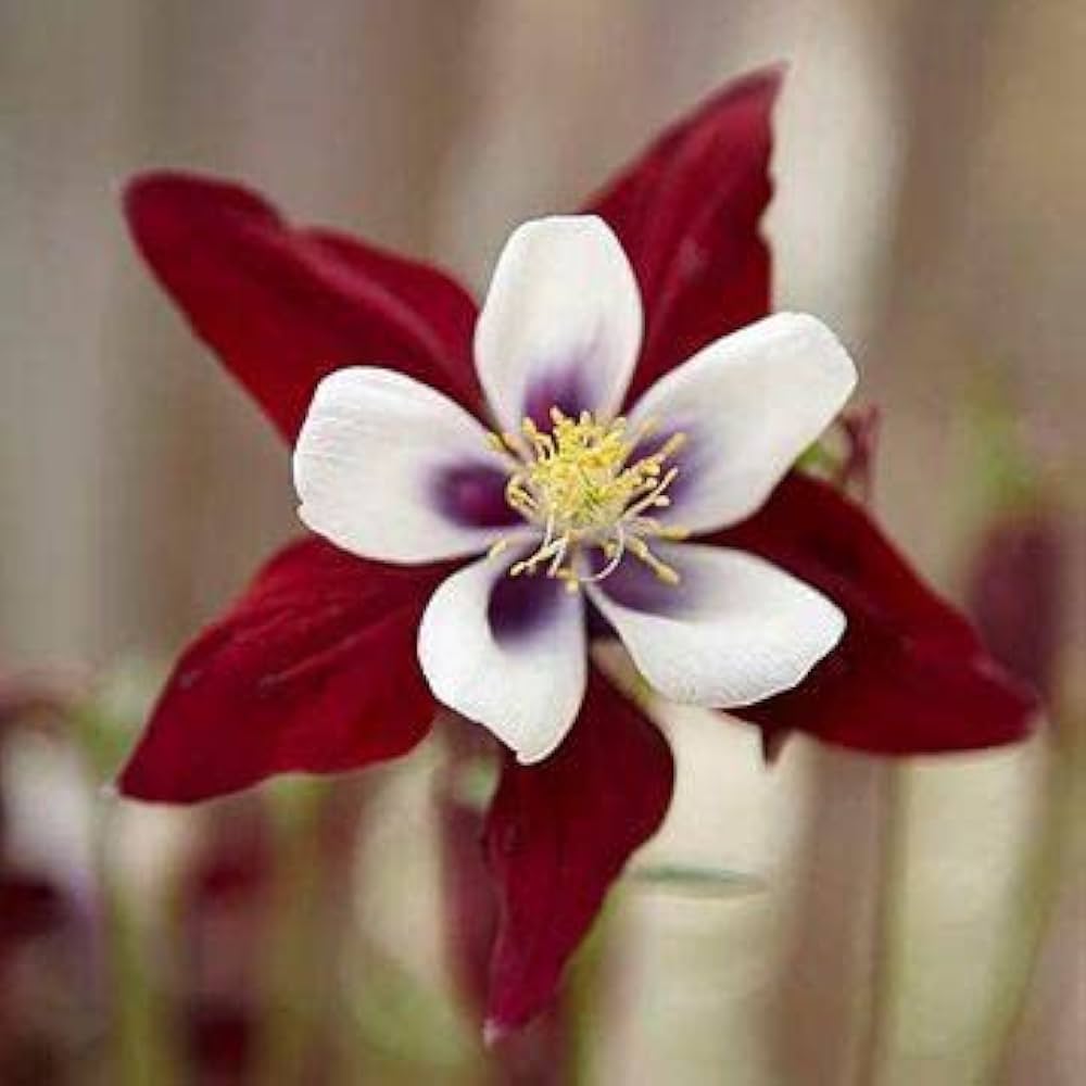 Red White Columbine Flower Seeds for Planting - 100 pcs