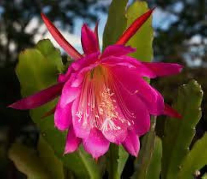 Pale Pink Nopalxochia Flower Seeds for Planting – Heirloom, Non-GMO, High Germination Cactus Seeds