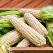 Zucchini Vegetable Seeds for Planting