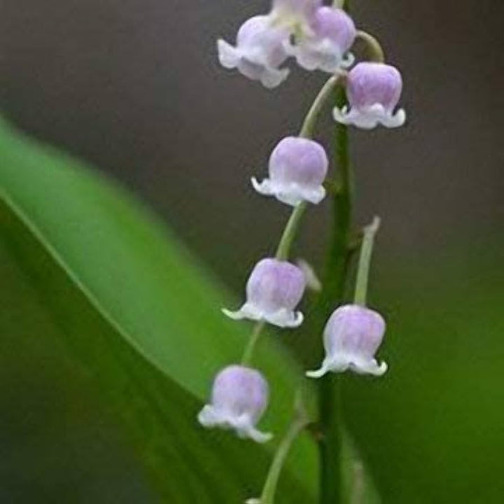 White Purple Bell Orchid Flower Seeds for Planting - 100 pcs