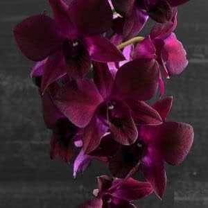 Flower Seeds, Seeds for Planting, Plant Seeds