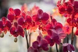 Flower Seeds, Seeds for Planting, Plant Seeds