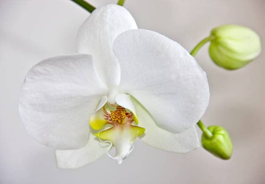 Hvide Phalaenopsis orkidéfrø til udplantning, friske, 100 stk