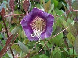 Flower Seeds, Seeds for Planting, Plant Seeds
