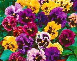 heirloom double flower seeds