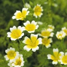 limnanthes flower flower seeds
