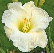 Flower Seeds, Seeds for Planting, Plant Seeds