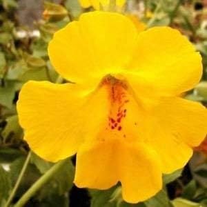 yellow organic flower seeds
