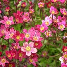 saxifraga moss flower seeds