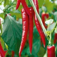 Pepper Chili Vegetable Seeds for Planting