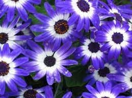 heirloom non flower seeds