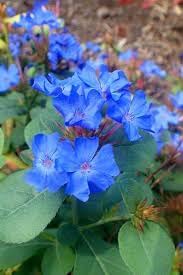 Flower Seeds, Seeds for Planting, Plant Seeds