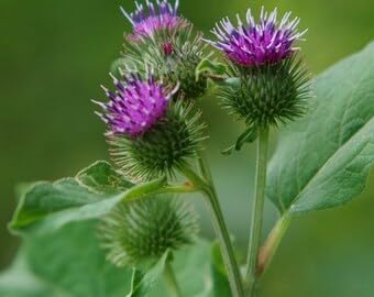 Flower Seeds, Seeds for Planting, Plant Seeds