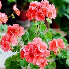 pink pale flower seeds