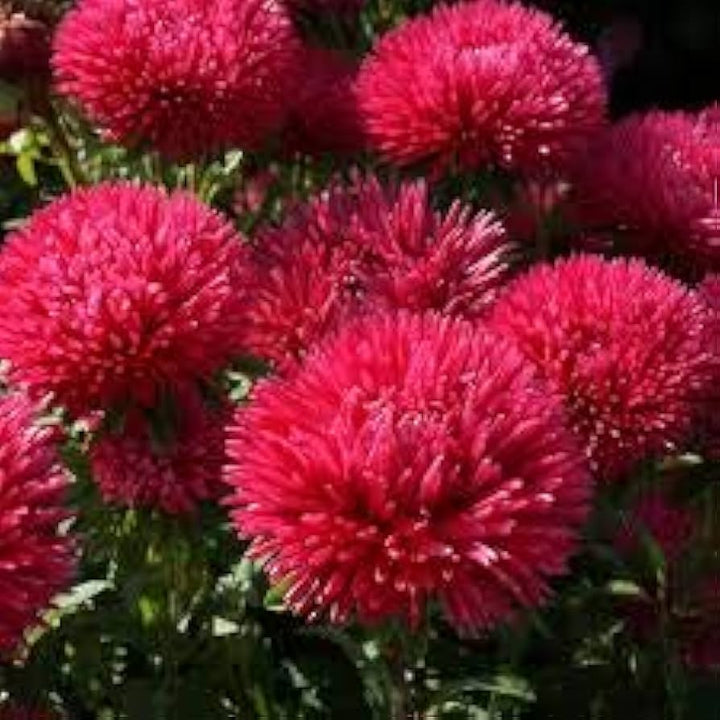 Aster Flower Seeds for Planting Dark Maroon 100 pcs