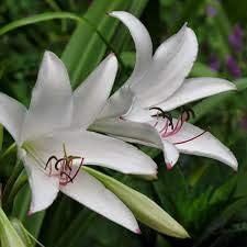 white crinum flower seeds