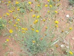 Flower Seeds, Seeds for Planting, Plant Seeds