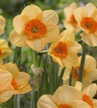 Flower Seeds, Seeds for Planting, Plant Seeds