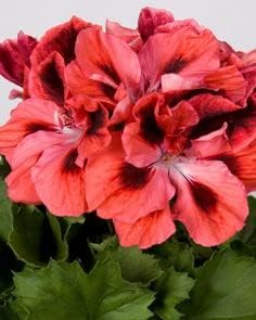 red orange flower seeds