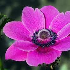 anemone flower flower seeds