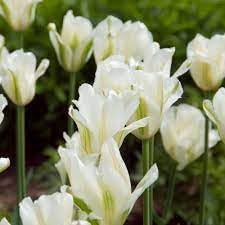 Flower Seeds, Seeds for Planting, Plant Seeds