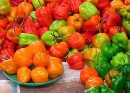 Heirloom Sweet Pepper Vegetable Seeds for Planting