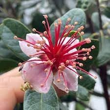 feijoa sellowiana flower seeds