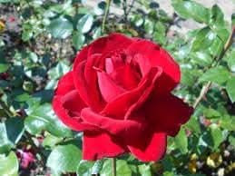 canine rose flower seeds