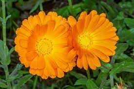calendula officinalis flower seeds