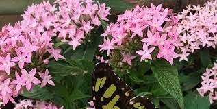 penta flower seeds Penta Seeds for Planting – Organic, Heirloom, Non-GMO Flower Seeds – Neeraseeds