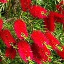 bottlebrush flower flower seeds